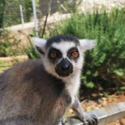 Pafos Zoo Ring Tailed Lemur